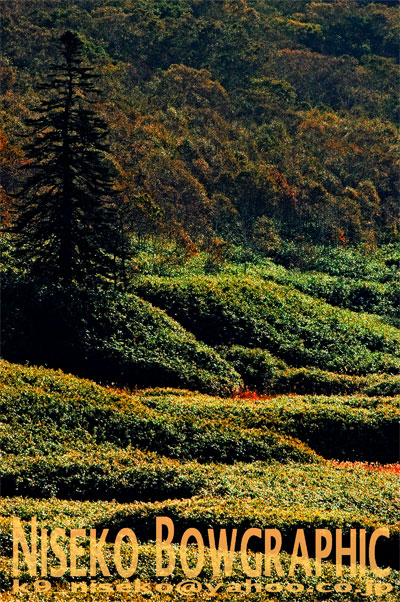 b0086920_84868.jpg