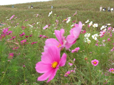 d0070920_168233.jpg