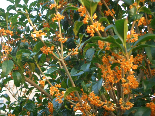 f0010925_20404461.jpg