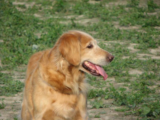 犬と子供とコスモスと♪　_f0099535_192325.jpg