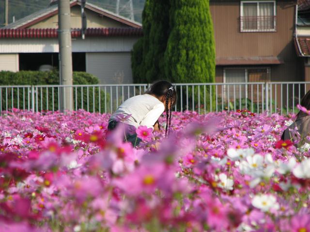 犬と子供とコスモスと♪　_f0099535_1935580.jpg