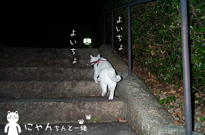 夜のお散歩_e0031853_1139537.jpg