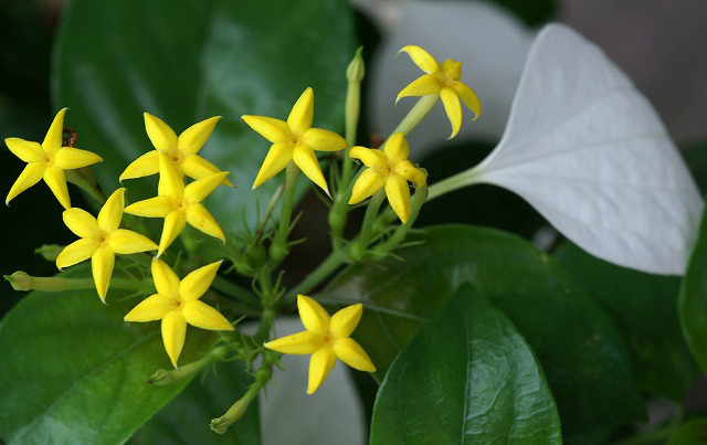 崑崙花 コンロンカ 野草デジカメ日記