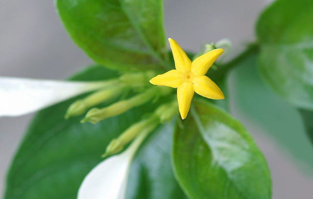 崑崙花 コンロンカ 野草デジカメ日記