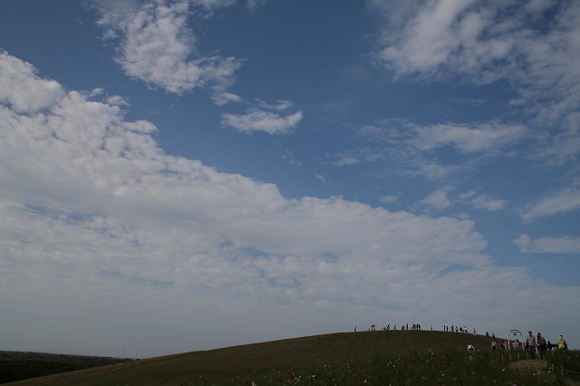 ひたち海浜公園のコスモス・・・_d0075404_8242152.jpg