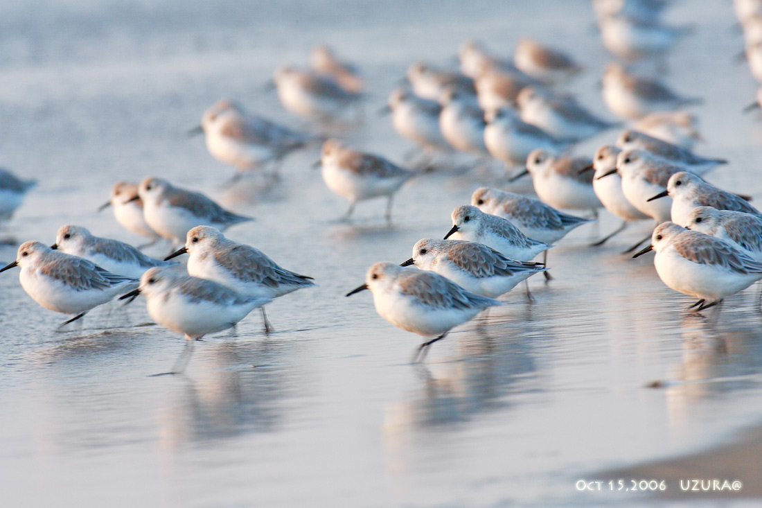 Sanderlings in an Autumn Morning  ミユビシギ_c0034905_18534872.jpg