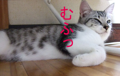 猫の開き直り_d0086509_1633627.jpg