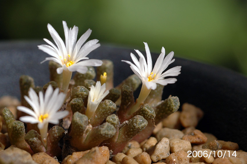 Conophytum reconditum, Haarbeen_d0079818_23443023.jpg