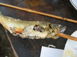 ヤナで食べる鮎_f0076731_1557342.jpg