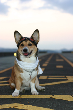 逃げる空 追う人を見て 犬笑う お転婆コーギー犬とeos Kiss Dでのお散歩フォト 逃げる空 追う人を見て 犬笑う お転婆コーギー犬とeos Kiss Dでのお散歩フォト