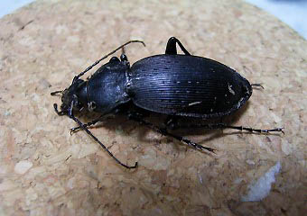 e0042338_75304.jpg