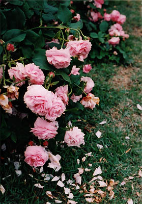 e0039640_8363010.jpg