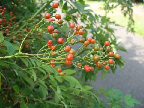 【大船フラワーセンターの秋薔薇】_b0009849_13151467.jpg