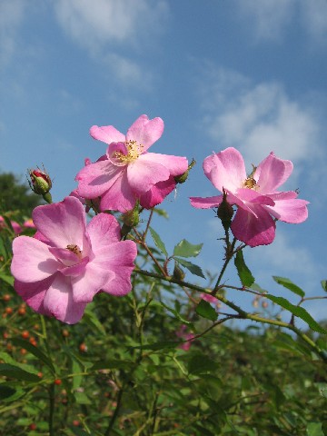 【大船フラワーセンターの秋薔薇】_b0009849_13163783.jpg