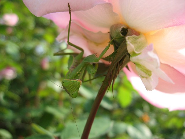 【大船フラワーセンターの秋薔薇】_b0009849_1318167.jpg