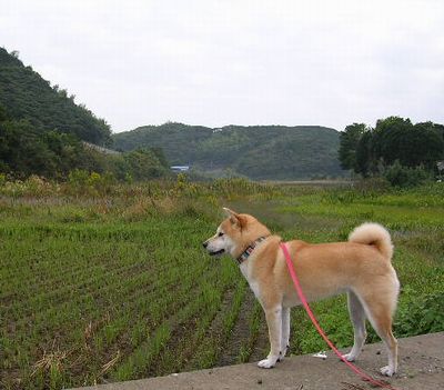 2006年10月17日(火)・・・愛ちゃんは絶好調_f0060461_10223064.jpg