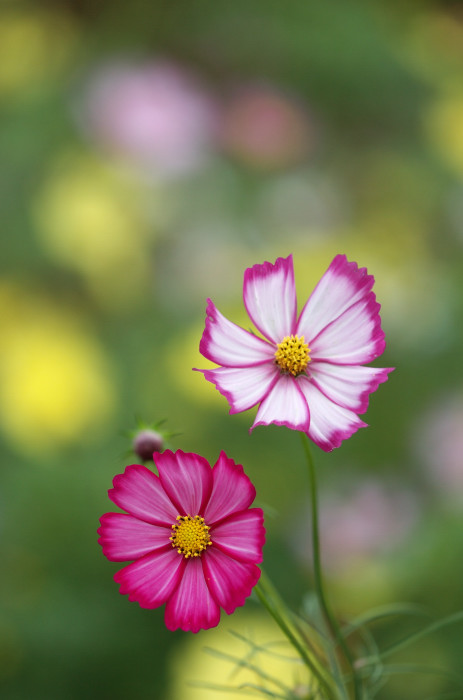 乙女のまごころ  ～コスモスの花言葉～_f0080076_20343332.jpg