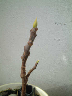 ■春一番?_a0008105_6502246.jpg