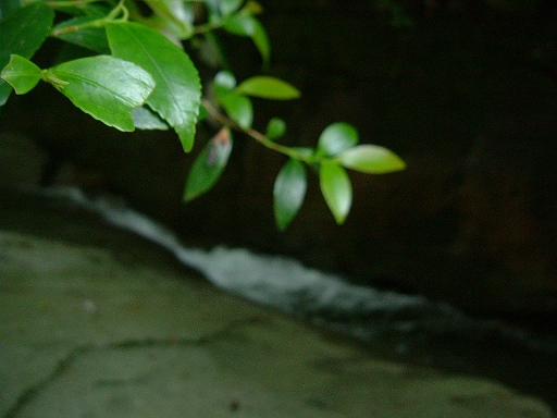e0062207_20553892.jpg