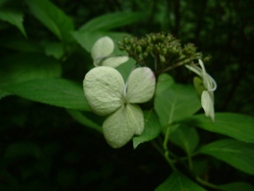 e0062207_20555525.jpg
