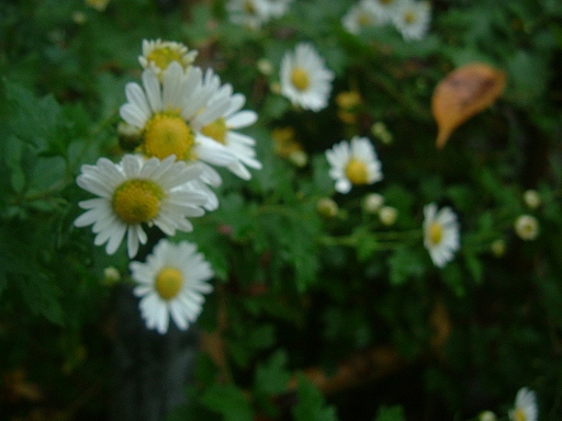e0062207_2358689.jpg