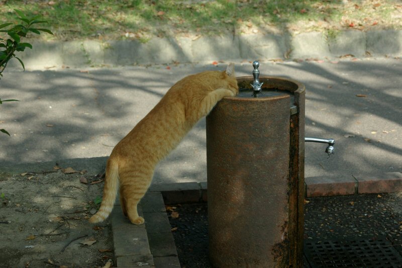 水飲み場_d0032931_22475136.jpg