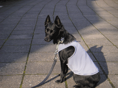 d0049135_10535545.gif