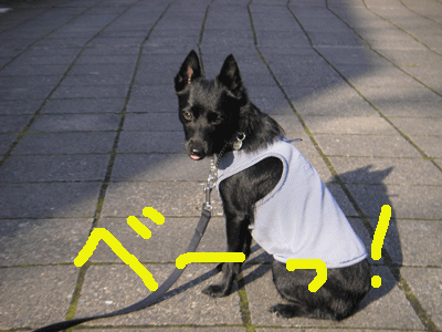 d0049135_10542360.gif