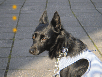 d0049135_1054418.gif