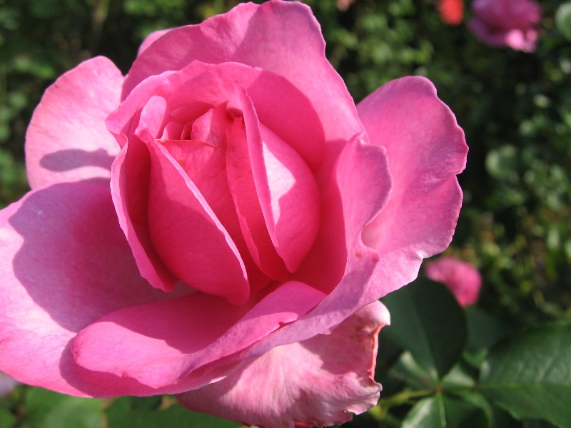 【ピンクの薔薇】_b0009849_10114281.jpg