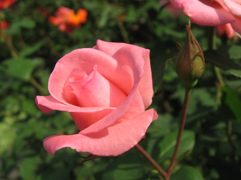 【ピンクの薔薇】_b0009849_1065415.jpg