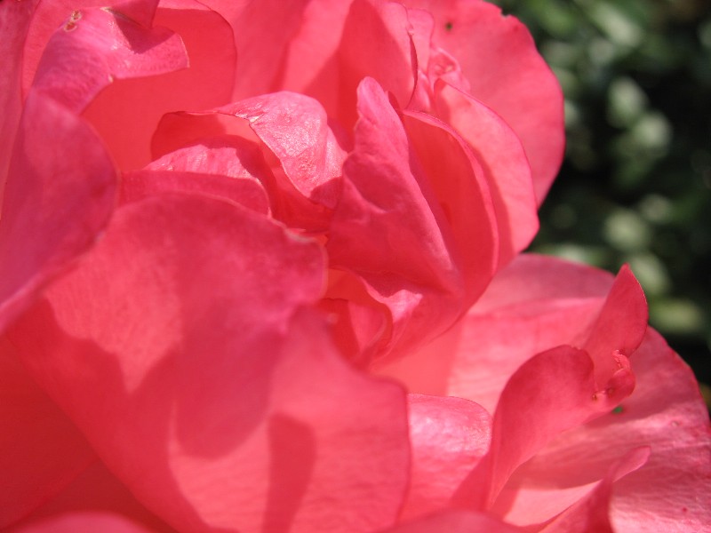 【ピンクの薔薇】_b0009849_958658.jpg