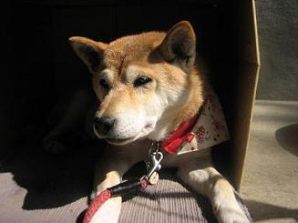 可愛い子はここに。。。_c0049950_13353615.jpg