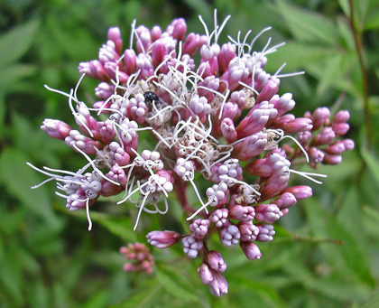 a0001354_2135938.jpg