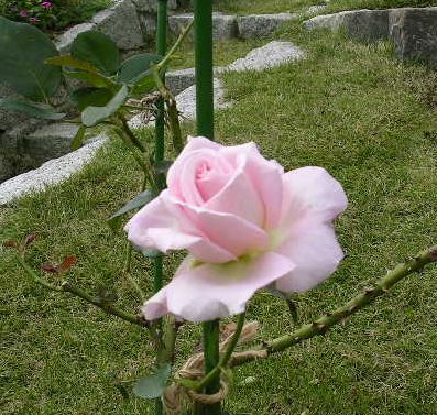2006年10月18日(水)愛ちゃんと薔薇_f0060461_21112672.jpg