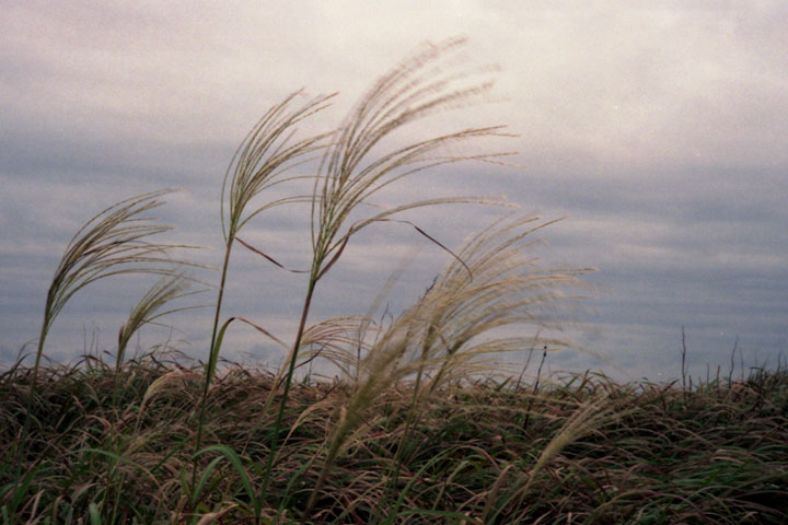 Dust in the Wind_b0021570_01326.jpg