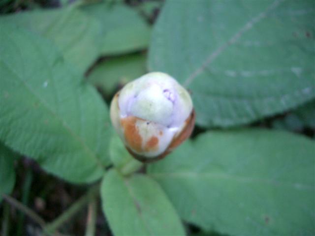 タマアジサイ(玉紫陽花)_c0085874_14353725.jpg