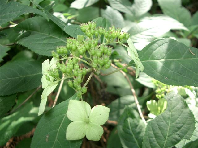 タマアジサイ(玉紫陽花)_c0085874_1440171.jpg
