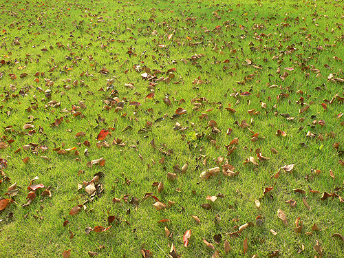 秋の庭 枯葉と芝生の相性 Irei Blog