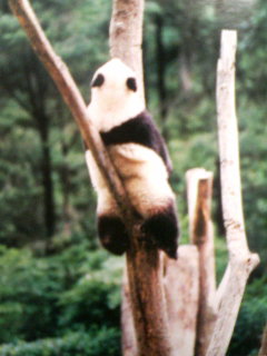 Panda!!!_a0088007_15285368.jpg