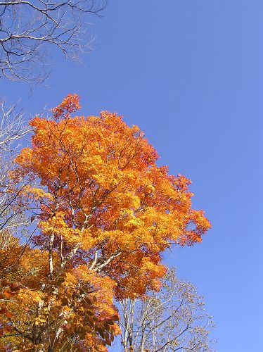 \'06秋　紅葉の季節　カヤノ平高原　～長野木島平村～_c0055515_23423845.jpg