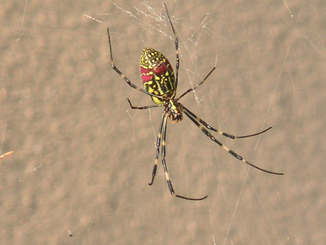 何という蜘蛛 ごく身近な風景 映画メモ
