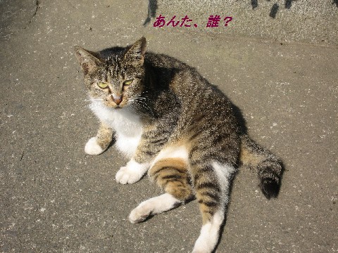【猫さん色々】_b0009849_135933.jpg