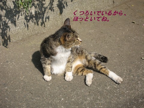 【猫さん色々】_b0009849_1364239.jpg