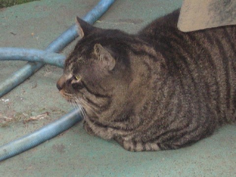 【猫さん色々】_b0009849_138621.jpg
