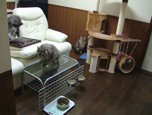 猫屋敷_d0084952_2120549.jpg