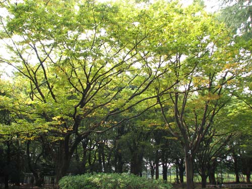 c0086880_15224.jpg