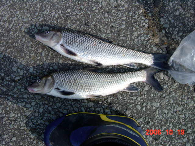 a0007388_17501321.jpg