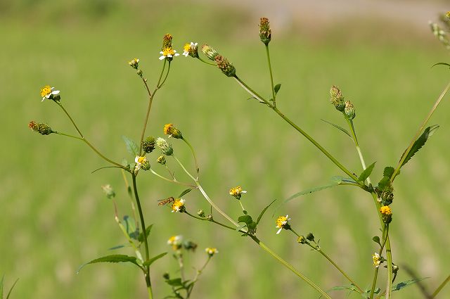 e0070891_1832108.jpg