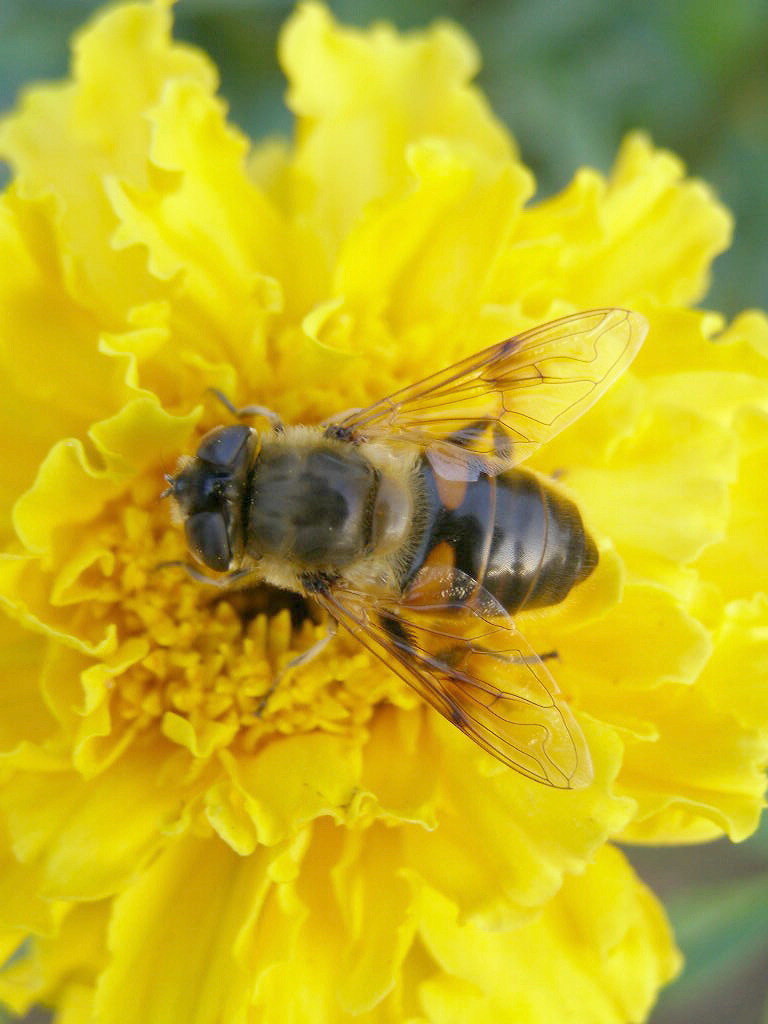 博物記 秋 43 マリーゴールドと花虻 ナイル商会 博物記 秋 43 マリーゴールドと花虻 ナイル商会